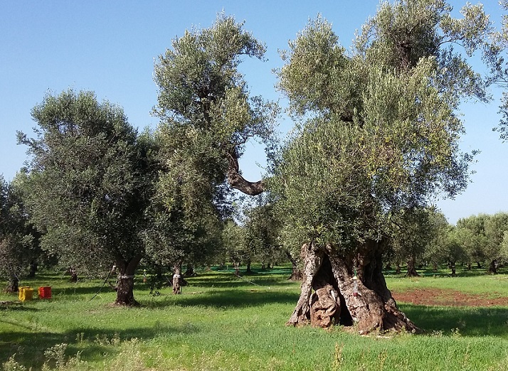 An Olive Farm in Puglia