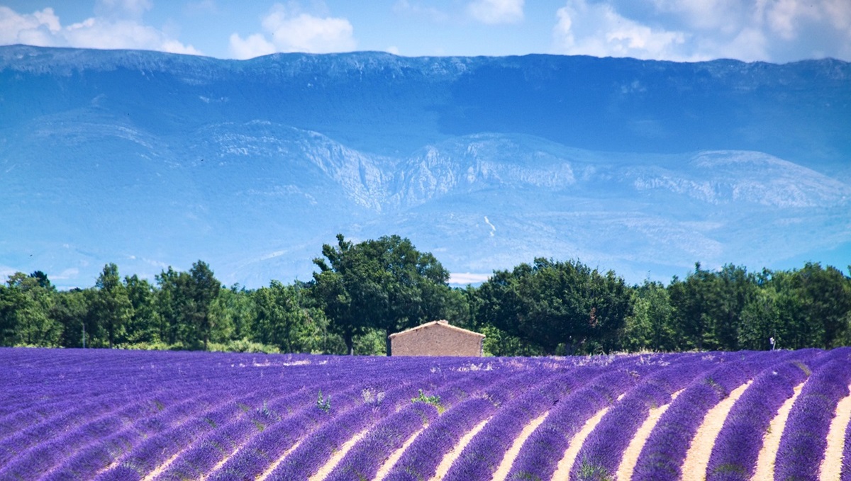 Activities in the Haut Provence Region - lavender fields
