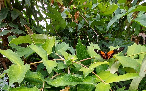 The butterfly house at Malahide castle and gardens