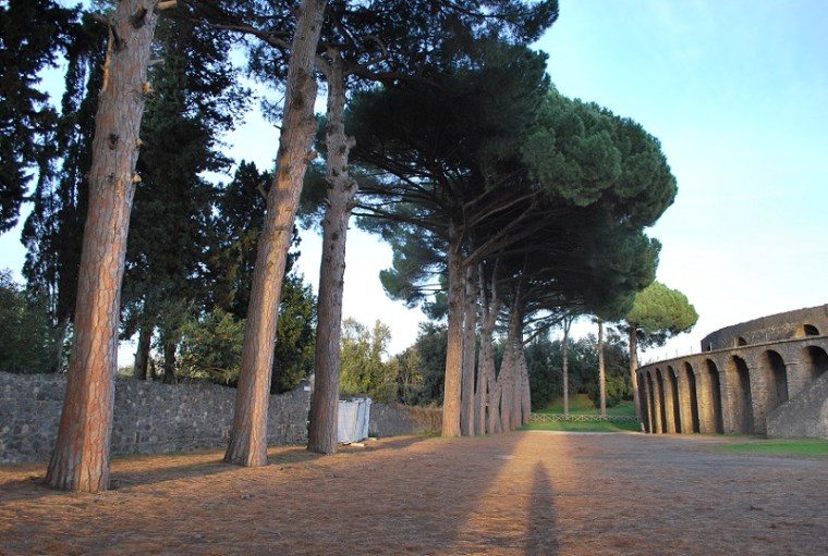 Umbrella pines towards the Amphitheater in Pompeii