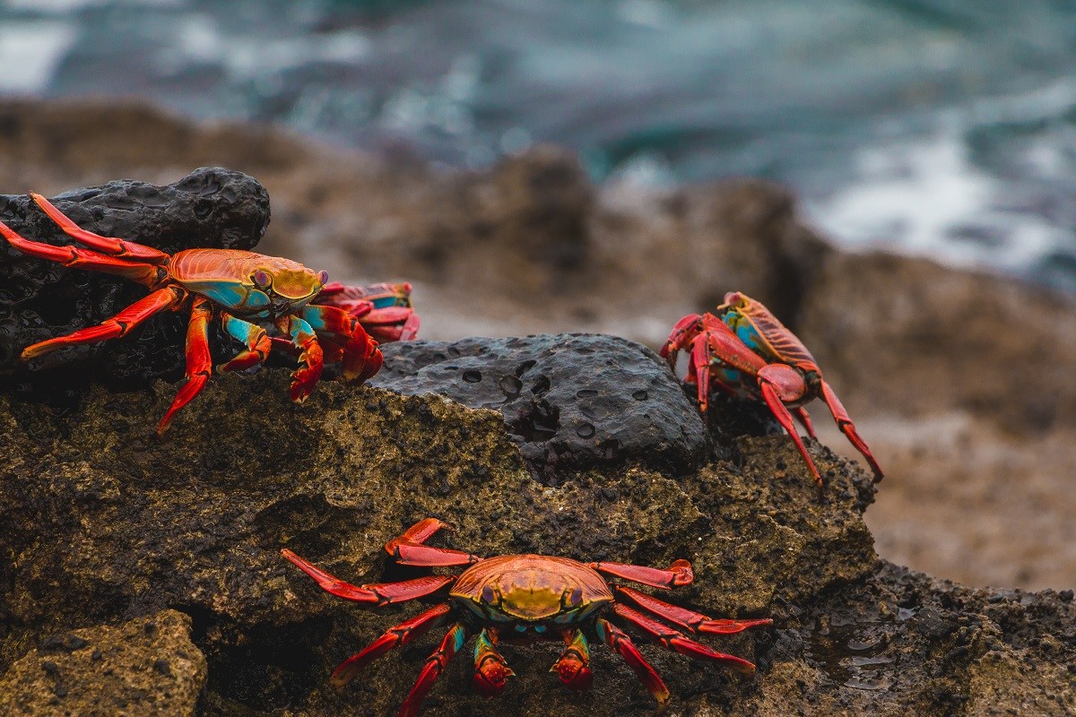 How to find the best Galapagos Cruise deals