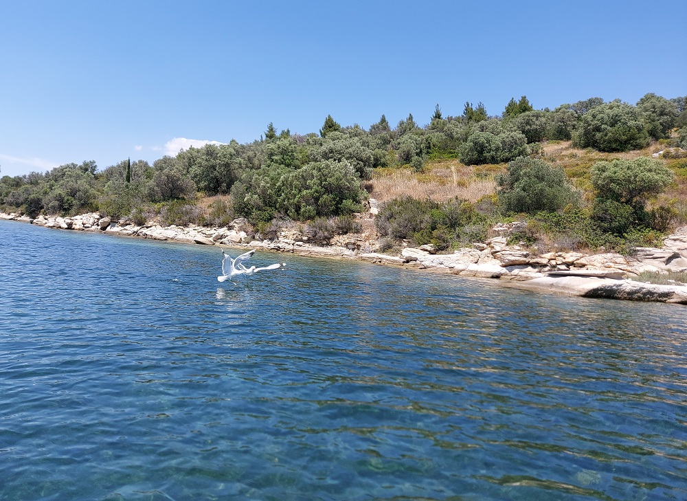 Two seagulls fighting over some bread in Halkidiki, Greece.