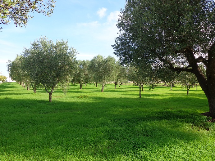Young olive trees in Puglia