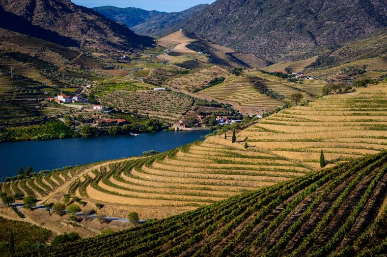 Portuguese Vineyards Douro Valley