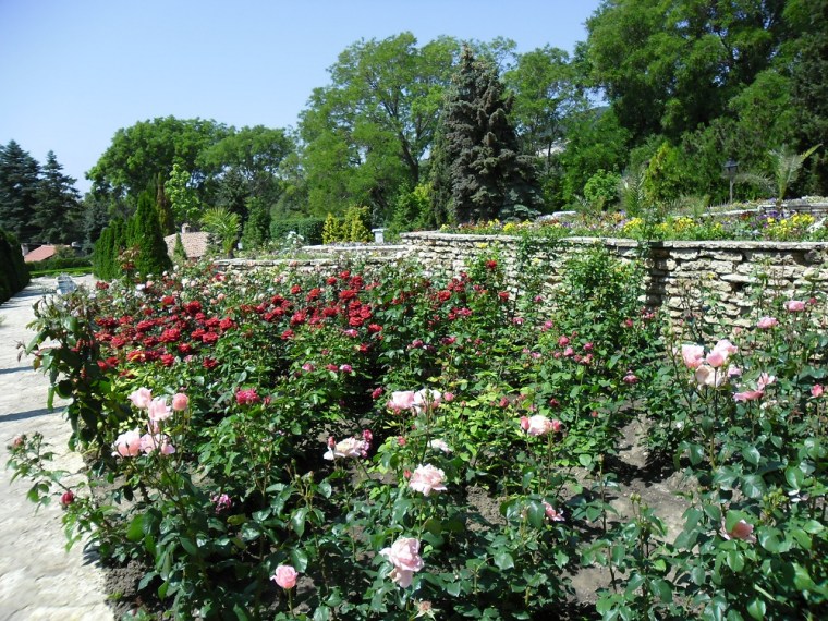 Roses in full bloom