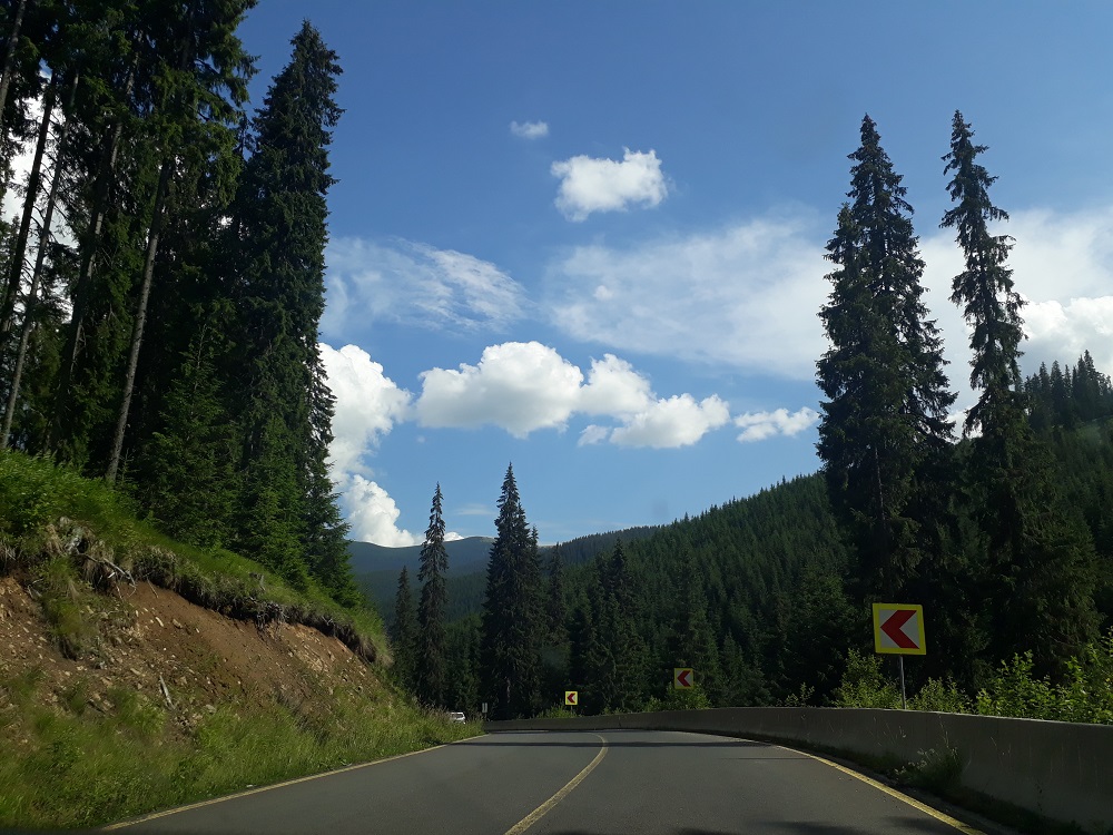 Transalpina cutting through the forest